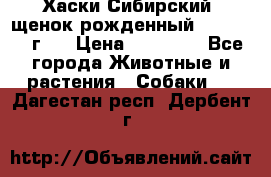 Хаски Сибирский (щенок рожденный 20.03.2017г.) › Цена ­ 25 000 - Все города Животные и растения » Собаки   . Дагестан респ.,Дербент г.